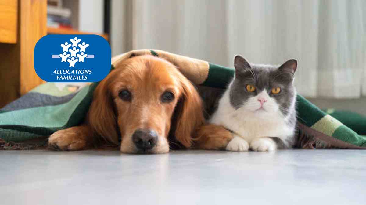 La réponse est tombée : existe-t-il une aide animaux CAF pour les foyers modestes ?